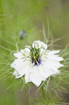 Love-in-a-mist, Nigella damascena 'Persian Jewels'