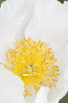 Peony 'Whitleyi Major', Paeonia lactiflora 'Whitleyi Major'