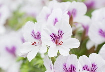 Geranium 'Imperial butterfly', Pelargonium 'Imperial butterfly'