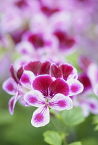 Geranium 'Angel Eyes Burgundy', Pelargonium peltatum 'Angel Eyes Burgundy', close up of richly coloured flower.