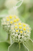 Sage, Turkish sage, Phlomis russeliana