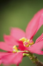 Poinsettia, Euphorbia pulcherrima, side view showing the red coloured leaves.