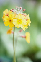 Primrose, Bulley's Primrose, Primula bulleyana