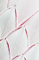 Protea, close up showing the leaf pattern.