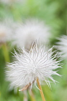 Pasqueflower, Small pasqueflower, Pulsatilla pratensis