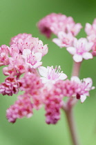 Rodgersia 'Chocolate wing',Rodgersia aesculifolia 'Chocolate wing'