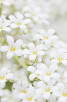 Saxifrage, Saxifraga 'Tumbling waters'