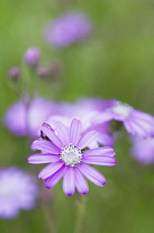 Ragwort, Pink ragwort, Senecio viravira, mauve coloured flower.