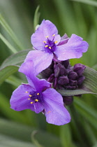 Tradescantia, mauve coloured flowers.