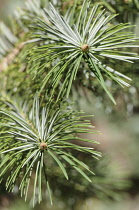 Bristlecone fir, Abies bracteata, Close view of two sprigs showing the cones forming at the tips.