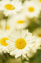 Dyer's chamomile, Anthemis tinctoria 'E.C. Buxton', A single daisy flowering focus against others soft focus behind.