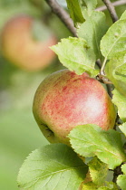 Apple, Malus domestica 'Eady's magnum', Close view of a mottled red single apple with leaves.