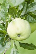 Apple, Malus domestica ''Hamblin's seedling', Close view from underneath, of a green single fruit with leaves.