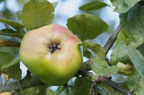 Apple, Malus domestica 'Catshead', Single fruit of cooking apple, with leaves, viewed from underneath.