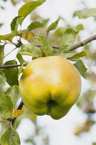 Apple, Malus domestica 'Catshead', Single fruit of cooking apple, with leaves, viewed from underneath.