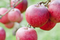 Apple, Malus domestica 'Pinnova', Several red apples shown growing on twigs.