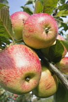 Apple, Malus domestica ''Tydman's late orange',Close view from beneath of several of these Cox style apples growing on a twig with leaves.