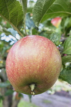 Apple, Malus domestica ''Tydman's late orange', Close view of this Cox style apple growing on a twig with leaves.