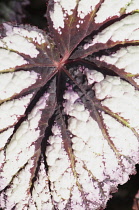 Begonia, Begonia 'Fireworks', close view of a leaf showing the maroon markings again white.