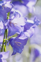 Bellflower, Campanula persicifolia, Close view of backlit blue flowers of the Peach-leaved Campanula,----