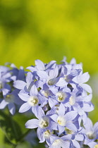 Bellflower, Milky bellflower, Campanula lactiflora 'Prichards variety', Mass of pale blue flowers in sunlight against a soft focus green background.