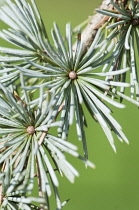 Weeping Blue Atlas Cedar. Cedrus atlantica 'Glauca pendula', Close view of a twig with whorls of needles.