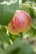 Apple, Malus domestica 'Breakwells seedling', A single apple of the cider variety growing on the tree.