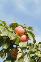 Apple, Malus domestica 'Breakwells seedling', Apples growing among leaves of the cider variety against ablue sky.