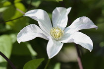 Woodbine, Clematis virginia, A single white flower of the wild clematis.