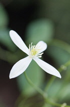 Woodbine, Clematis virginia, A single white flower of the wild clematis.