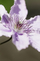 Clematis, Clematis 'Hagley hybrid', Close view of the pastel mauve flower showing the many stamen.
