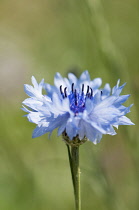 Cornflower, Centaurea cyanus, Close side view of the blue flower showing the black stamen.