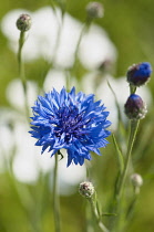 Cornflower, Centaurea cyanus, Blue flower with buds against soft focus white flowers.