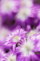 Hardy ice plant, Delosperma floribunda 'Stardust', Close view of the daisy-like mauve flowers with white centres and yellow stamen.