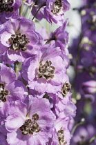 Delphinium, Delphinium 'Jenny Agutter ', Close view of the flowers in sun.