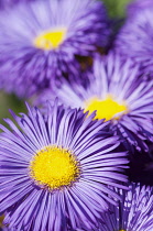 Fleabane, Erigeron 'Sommerabend', Close view of the daisy-like flowers with a golden yellow centre and violet blue petals.