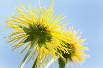 Downy Elecampane, Inula helenium, close view from underneath of a flower showing the yellow, thin, shaggy petals against a blue sky----