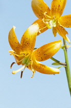 Martagon Lily, Lilium hansonii, Two orange spotted flowers against blue sky.