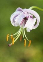 Lily, Turkscap lily, Lilium martagon, A single flower showing the curved back petals and protruding orange stamen.