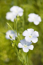 Linseed, Flax, Linum usitatissimum, Close view of the pale blue flowers.