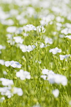 Linseed, Flax, Linum usitatissimum, A mass of pale blue flowers in a meadow.