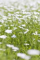 Linseed, Flax, Linum usitatissimum, A mass of pale blue flowers in a meadow----