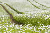 Linseed, Flax, Linum usitatissimum, A mass of pale blue flowers in a meadow with farm vehicle tracks.