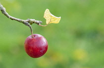 Apple, Malus domestica 'Striped Beauty', A single red fruit and yellow leaf on the end of a twig.