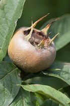 Medlar, Mespilus germanica Westerveld', A single fruit with leaves.