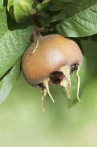 Medlar, Mespilus germanica Westerveld', A single fruit with leaves.