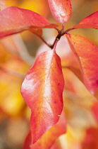 Tupelo, Nyssa sylvatica, Close view of a sprig of vibrant orange autumn leaves.