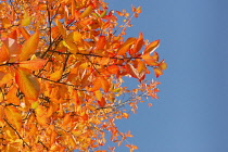 Tupelo, Nyssa sylvatica, Vibrant orange autumn leaves against blue sky.