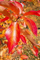 Tupelo, Nyssa sylvatica, Close view of a sprig of vibrant orange autumn leaves.