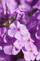 Meadow phlox, Phlox maculata 'Alpha', close view of the five petalled flowers.